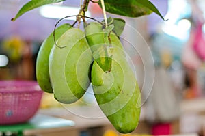 Exotic tropical fruit, green manggo hanging in fresh market