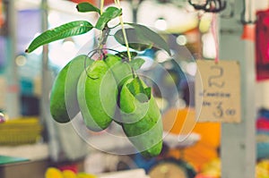 Exotic tropical fruit, green manggo hanging in fresh market.