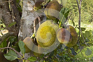Exotic tropical fruit - Jackfruit
