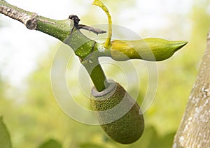 Exotic tropical fruit - Jackfruit