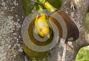 Exotic tropical fruit - Jackfruit