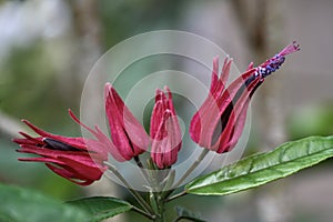 Exotic tropical Hawaiian pink flowers head closeup.