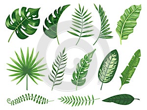 Exotic tropical leaves. Monstera plant leaf, banana plants and green tropics palm leaves isolated vector illustration set