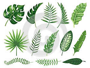 Exotic tropical leaves. Monstera plant leaf, banana plants and green tropics palm leaves isolated vector illustration photo