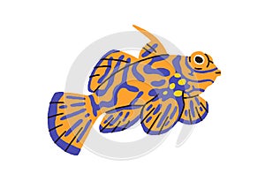 Exotic tropical mandarin fish. Sea water animal. Cute underwater marine mandarinfish with spotted pattern. Ornamental