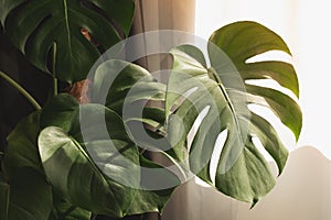 Exotic tropical Monstera palm leaves, copy space. Green leaves of monstera palm or split-leaf philodendron. Monstera deliciosa