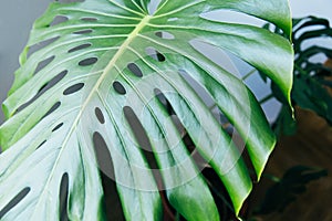 Exotic tropical Monstera palm leaves. Green leaves of monstera palm or split-leaf philodendron. Monstera deliciosa foliage plant.