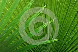 Exotic Tropical Palm Leaf Texture Background