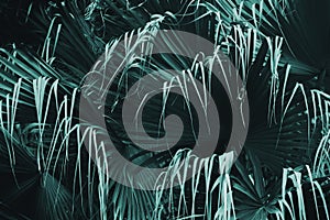 Exotic Tropical Palm Leaves Foliage in Dark Blue Tone Color as Natural Texture Background