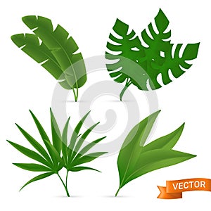 Exotic tropical palm leaves set. Vector illustration of various green foliage isolated on white