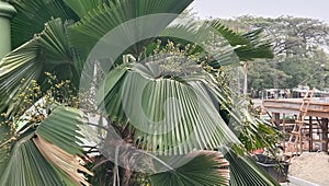 Exotic Tropical Palm Leaves tropical nature green fan palm leaf pattern