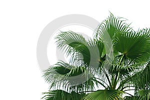 Exotic Tropical Palm Tree Isolated on White Background with Clipping Path