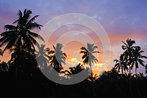 Exotic tropical palm tree landscape at sunset with cloudy sky. Highly detailed and editable