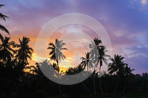 Exotic tropical palm tree landscape at sunset with cloudy sky. Highly detailed and editable