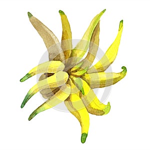 Exotic tropical plant wild fruit in a watercolor style isolated.