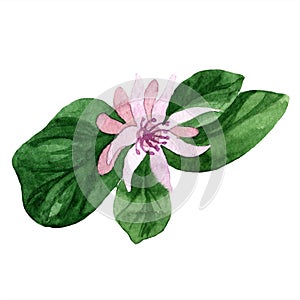 Exotic tropical plant wild fruit in a watercolor style isolated.