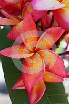 Exotic tropical plumeria or frangipani closeup