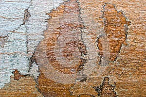 Exotic tropical tree bark organic texture close up