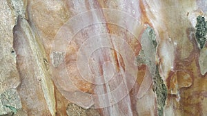 Exotic tropical tree bark texture