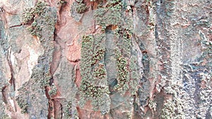 Exotic tropical tree bark texture