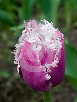 Exotic tulip