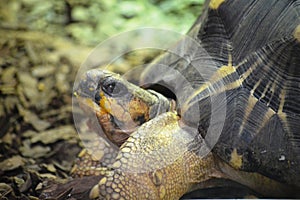 exotic turtles