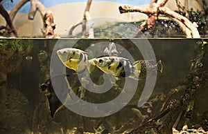 Exotic Underwater Fish in a Zoo Aquarium