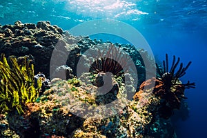 Exotic underwater world with corals and fish in tropics