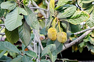 The Exotic and Unique Tarap Fruit of Borneo