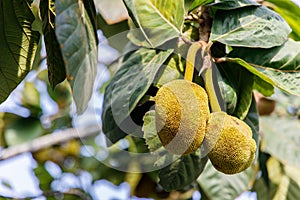The Exotic and Unique Tarap Fruit of Borneo
