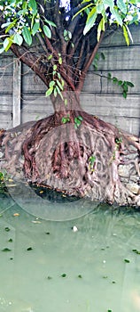 exotic and unix tree roots...attached to the wall by the river photo