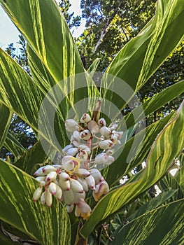 Exotic unknown flowers, Nicaragua photo