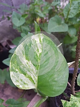 Exotic varigate leaves