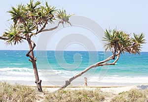 Exotic vegetation Palm tree at Gold coast beach in Australia