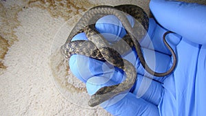 Exotic veterinarian examines a water snake in consulting room of surgery. photo