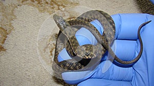 Exotic veterinarian examines a water snake in consulting room of surgery. photo