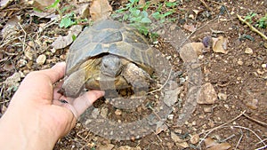 An exotic veterinarian examining a Greek tortoise. wildlife vet, turtle.