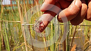 Exotic veterinarian holding an European Water spider to prove it`s harmless