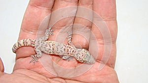 Exotic veterinarian holding a Gecko. reptile.