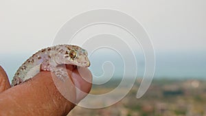 Exotic veterinarian holding a Gecko. reptile.