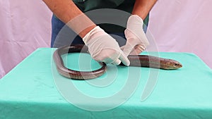 Exotic veterinarian injecting an European legless lizard with an antibiotic