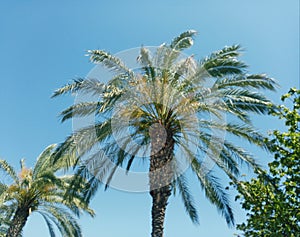 Exotic view with Palms