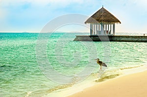 An exotic view of the part of the restaurant erected on a promontory towards the sea with a heron in the foreground