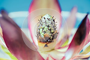 Exotic water lily macro with many leaves