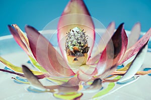 Exotic water lily macro with many leaves