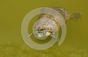 Exotic water turtle in the pond