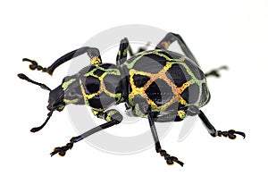 Exotic weevil Pachyrhynchus reticulatus