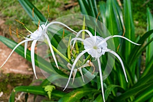 Exotic white Hymenocallis flower in tropical park