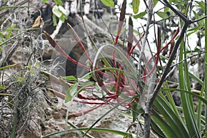 Exotic Wild flower , Varadero,Cuba