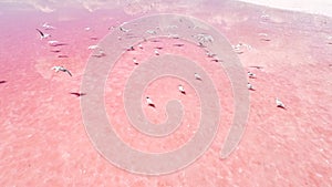 Exotic wildlife pink salt lake inhabitants seagull